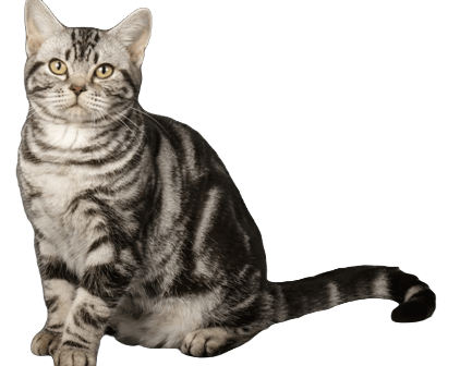 American Shorthair cat information in all topics