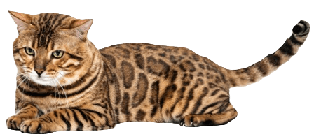 Bengal cat information in all topics