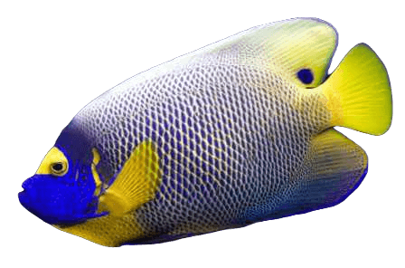 Blue face angel fish information in all topics