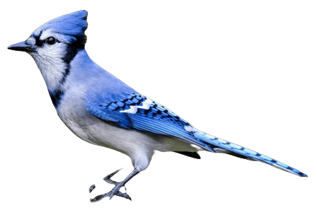 Blue jay bird information in all topics