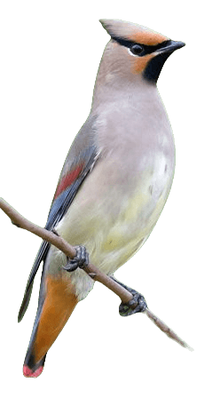 Bohemian waxwing bird information in all topics