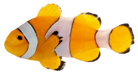 Clown fish information in all topics