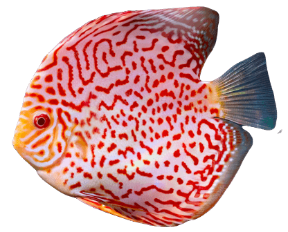 Discus fish information in all topics