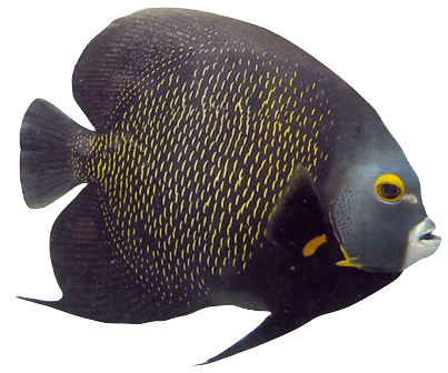 French angel fish information in all topics
