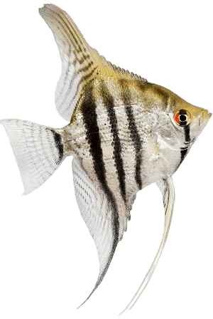 Fresh water angel fish information in all topics
