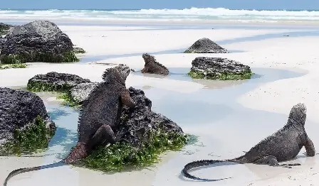 Galapagos Islands information in all topics