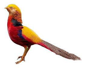 Golden pheasant bird information in all topics