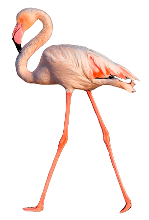 Greater flamingo bird information in all topics