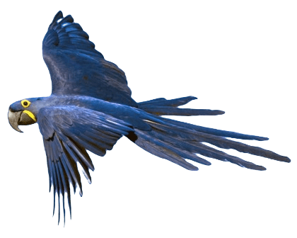 Hyacinth macaw bird information in all topics