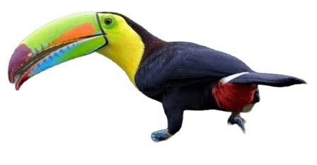 Keel-billed toucan bird information in all topics