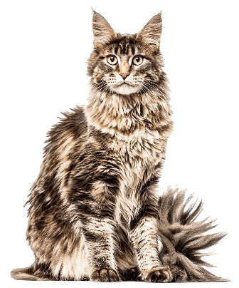Maine Coon cat information in all topics