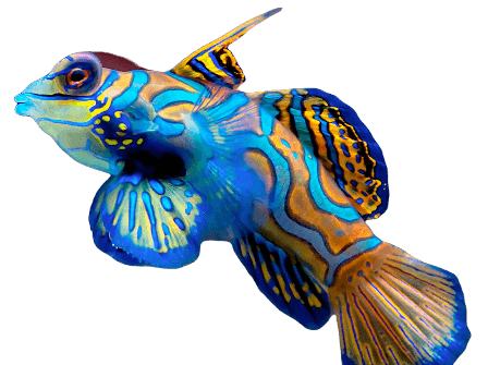 Mandarin fish information in all topics