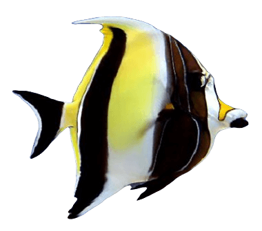 Moorish idol fish information in all topics