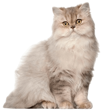 Persian cat information in all topics