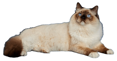 Ragdoll cat information in all topics