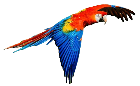 Scarlet macaw bird information in all topics