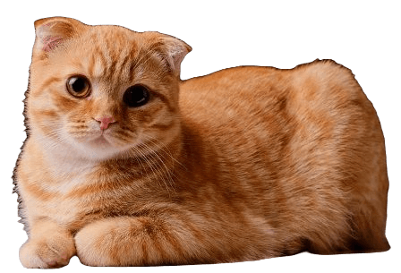 Scottish Fold cat information in all topics