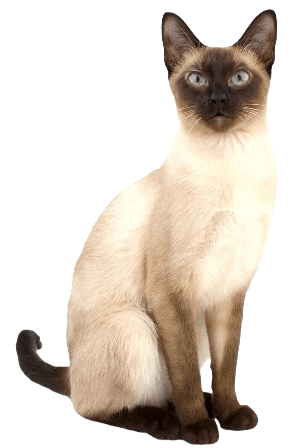Siamese cat information in all topics