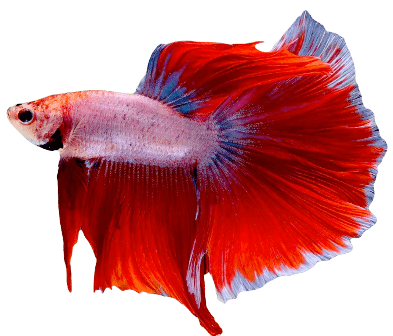 Siamese fighting fish information in all topics
