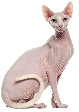 Sphynx cat information in all topics