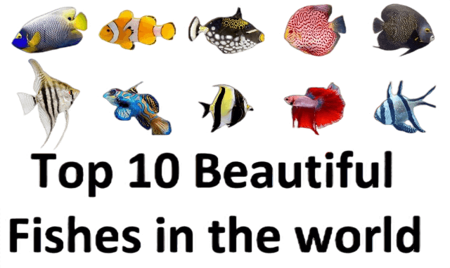 Top 10 Beautiful Fishes in the world in all topics