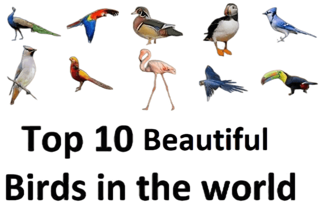 Top 10 Beautiful Birds in the world in all topics