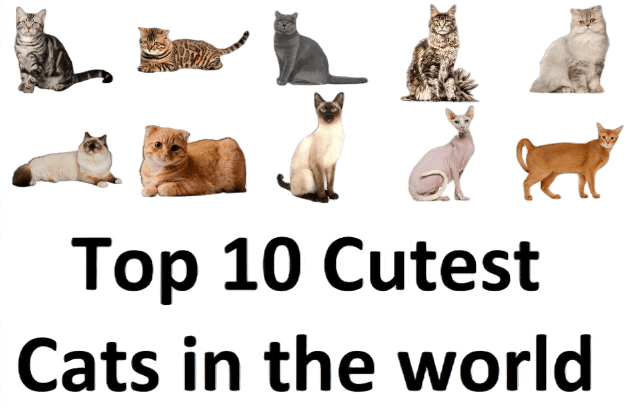 Top 10 Cutest Cats in the world in all topics